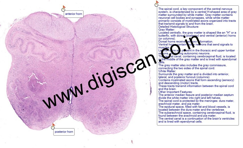 MBBS General Histology Digital Slides Set (Normal Histology & Microscopic Anatomy)